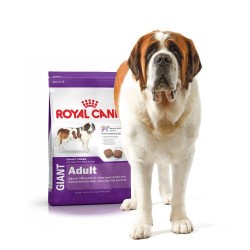 Croquettes Royal Canin Giant pour grand chien
